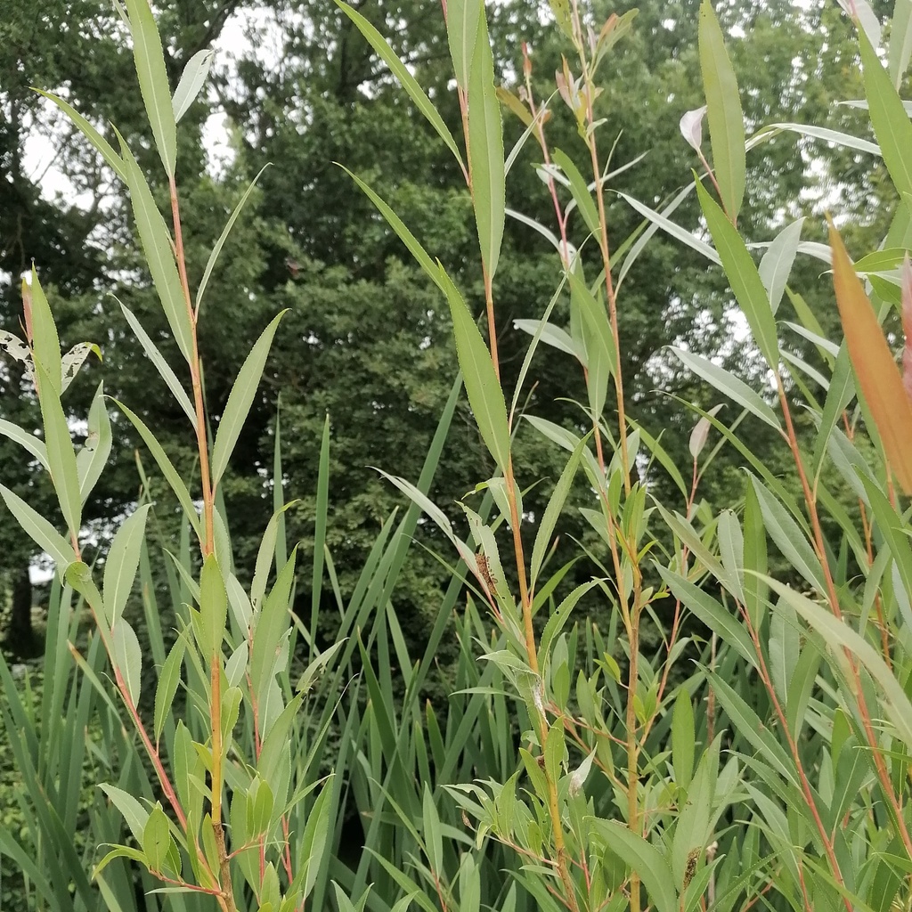 Osier orange - Salix viminalis