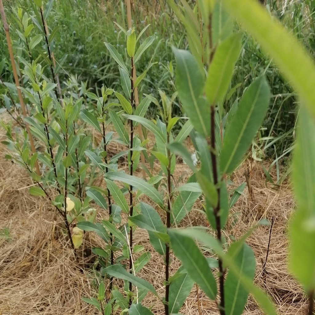 Osier Noir de Villaines - Salix triandra