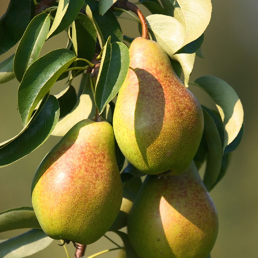 Epine du Mas - Duc de Bordeaux