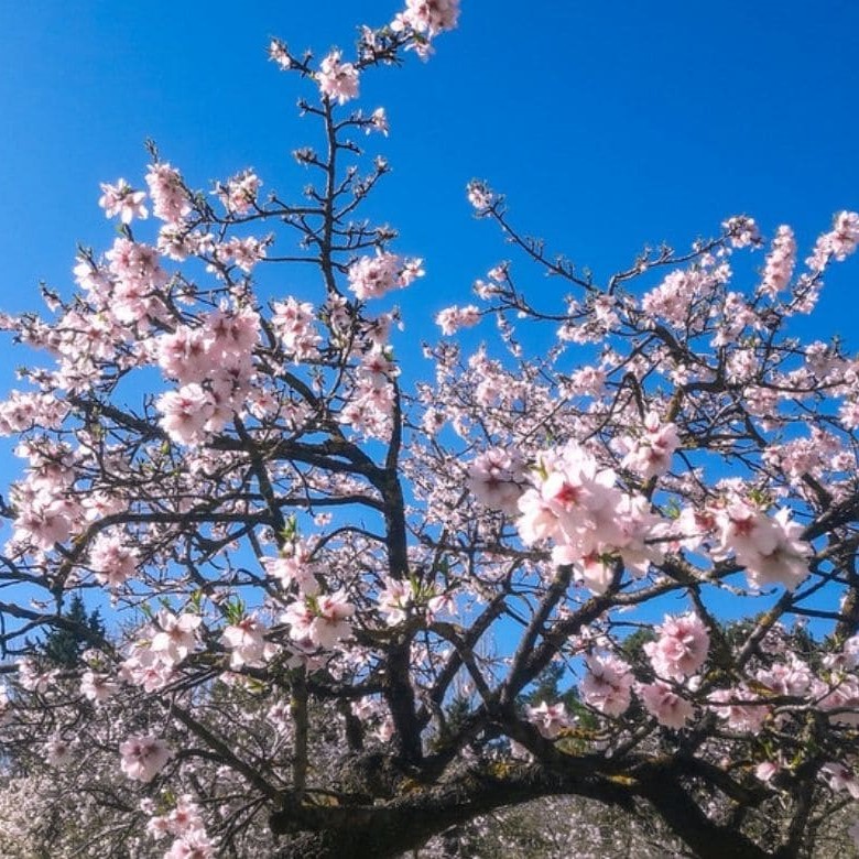 Amandier - prunus amygdalus