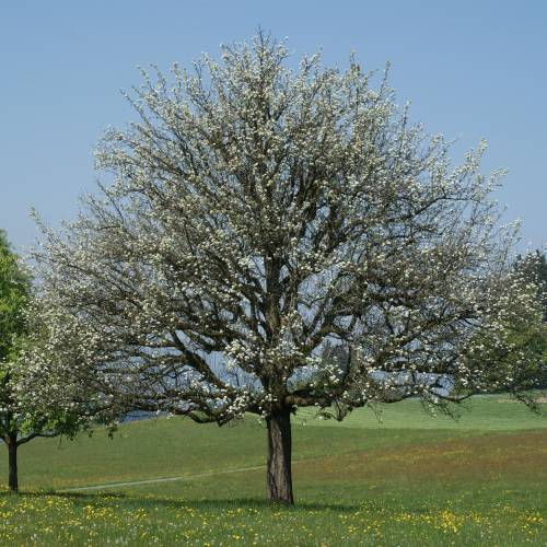 Poirier sauvage - pyrus communis