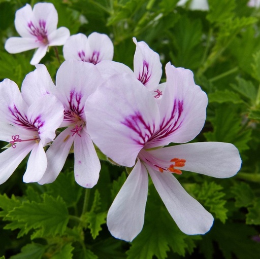 Géranium rosa - Pelargonium graveolens