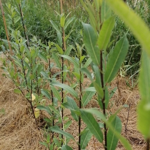 Osier Noir de Villaines - Salix triandra