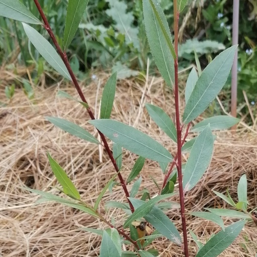 Osier rouge - Salix viminalis