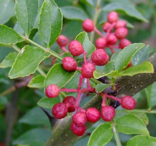 Poivrier du Sichuan (Zanthoxylum simulans)