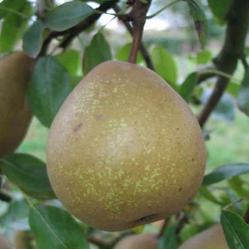 Joséphine de Malines