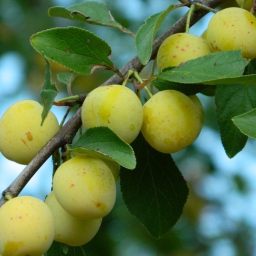 Reine Claude d'Oulins