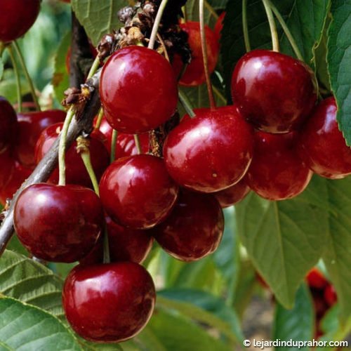 Géante d'hedelfingen (bigarreau)