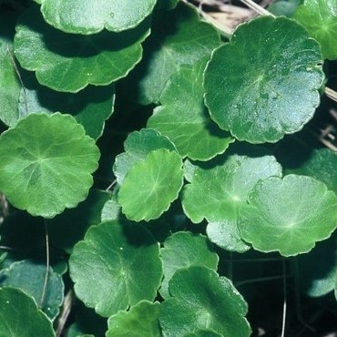 Ecuelle d'eau - Hydrocotyle vulgaris