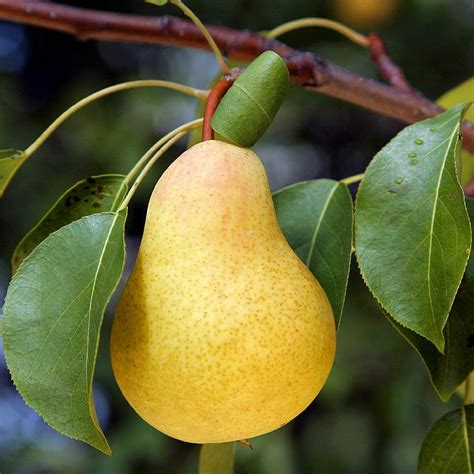 William bon-chrétien